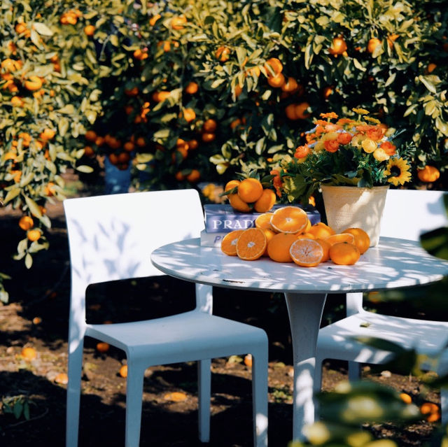 Ha-yul’s Tangerine Farm: Fresh and Sweet Jeju Experience