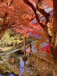 京都 ❤︎ 紅葉のリフレクションが素敵🍁✨秋のおすすめスポット❤︎