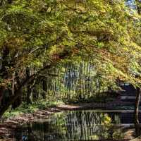 醉人的紅葉銀河，漫步千年古剎「中尊寺」
