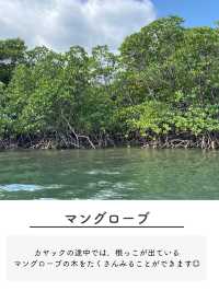 【西表島】楽しいアクティビティを紹介✨