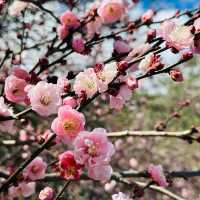 武陵農場賞梅花