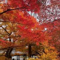 🍁京都楓紅的天花板「東福寺 通天橋」