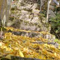 有馬溫泉銀杏秘境 〔潼本神社〕