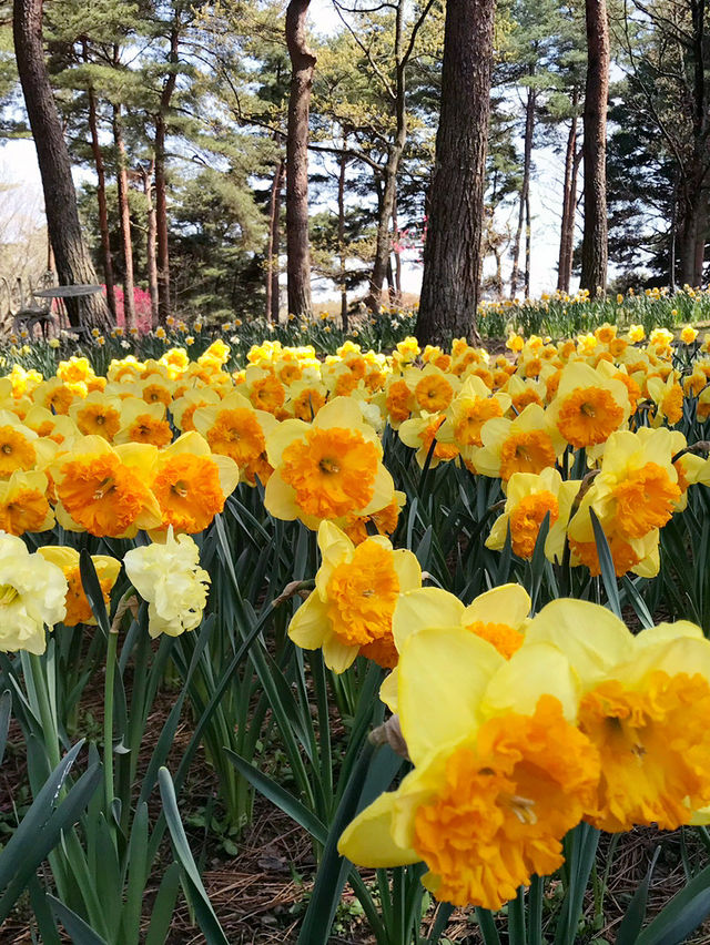 【茨城　国営ひたち海浜公園】