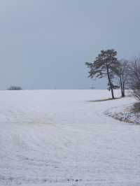 (실시간) 여기가 바로 K삿포로, 합포로 카페 피어라입니다❄️🩵