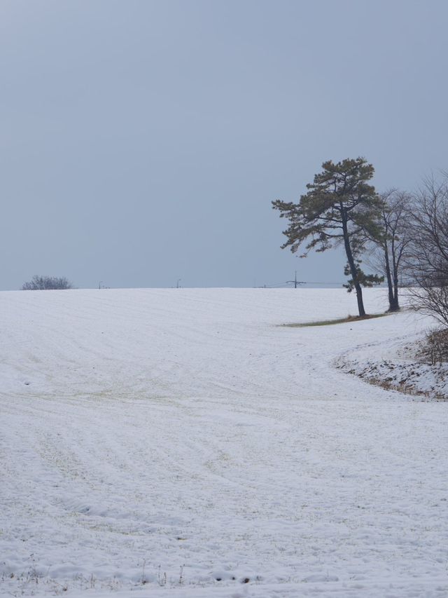 (실시간) 여기가 바로 K삿포로, 합포로 카페 피어라입니다❄️🩵