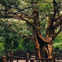 JEJU BIJARIM FOREST.