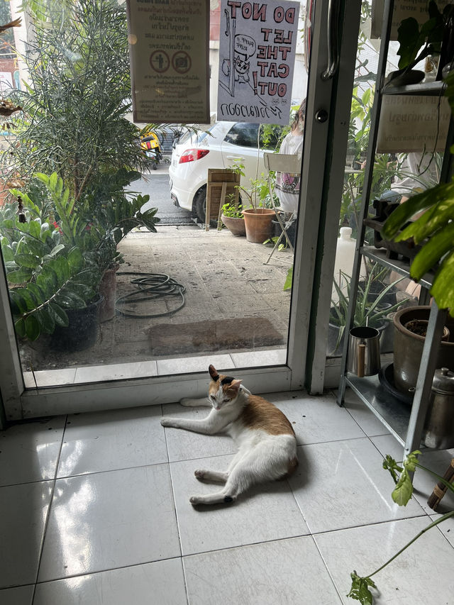 📚คาเฟ่ร้านหนังสือ ที่เชียงใหม่🍵🥯