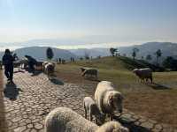  Akha Farmville  🐑⛰️☕️