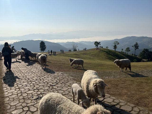  Akha Farmville  🐑⛰️☕️