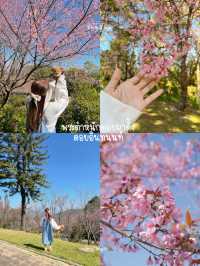 3 จุดถ่ายรูป ซากุระเมืองไทย 🌸🍃