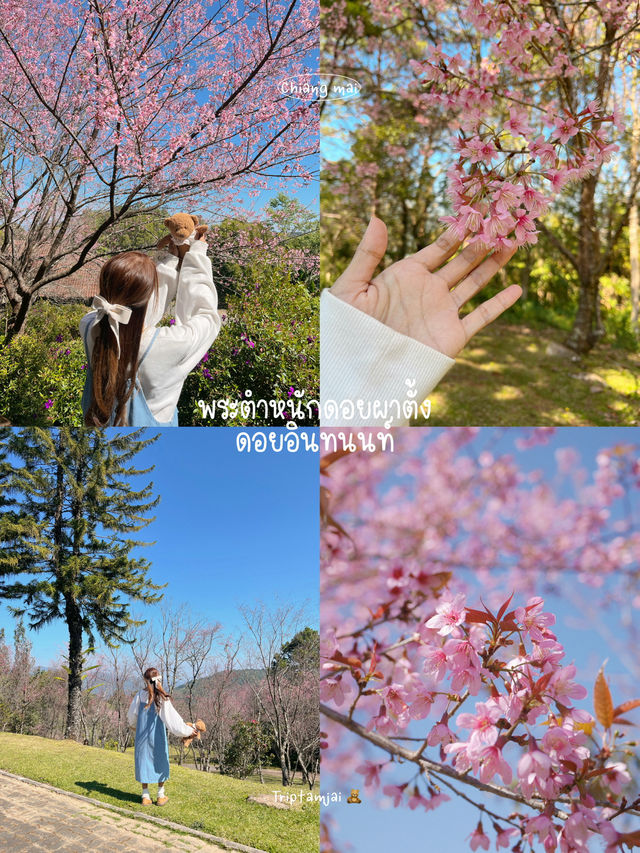 3 จุดถ่ายรูป ซากุระเมืองไทย 🌸🍃