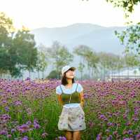 สวนดอกไม้วิวเขา “สวน อบจ เชียงใหม่” 