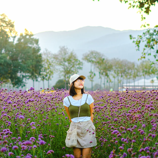 สวนดอกไม้วิวเขา “สวน อบจ เชียงใหม่” 