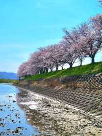 【兵庫で有名な桜スポット！】