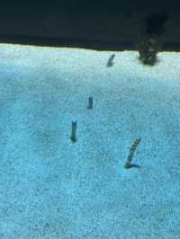 新感覚の水族館 DMMかりゆし水族館 【豊見城】