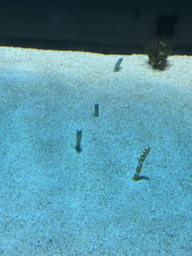 新感覚の水族館 DMMかりゆし水族館 【豊見城】