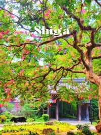【百日紅咲く青岸寺】