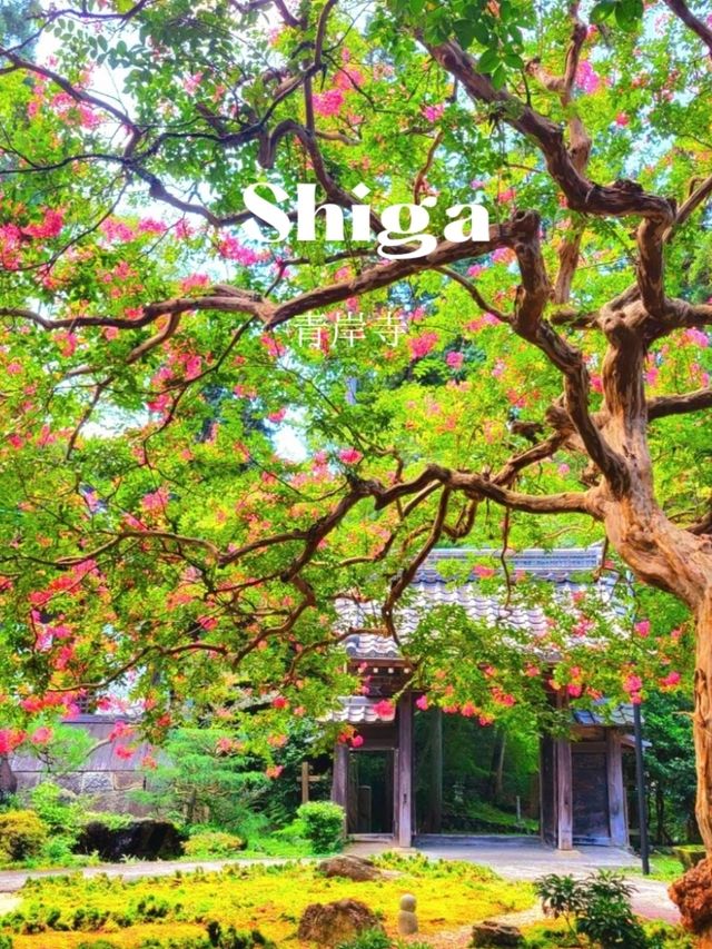 【百日紅咲く青岸寺】