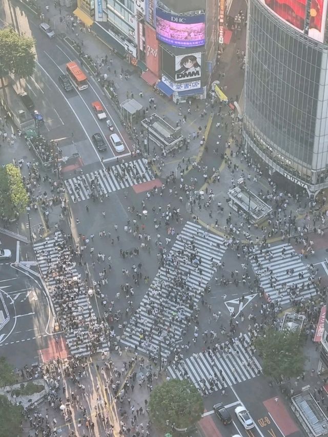 도쿄를 한눈에 볼수 있는 시부야스카이🌃