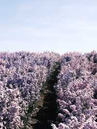 Aoon Rak Farm  บ้านไร่อุ่นรัก 