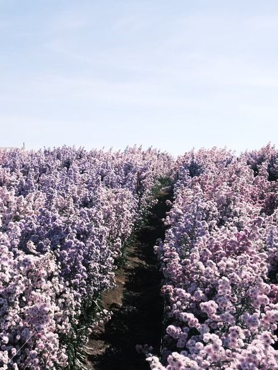 Aoon Rak Farm  บ้านไร่อุ่นรัก 