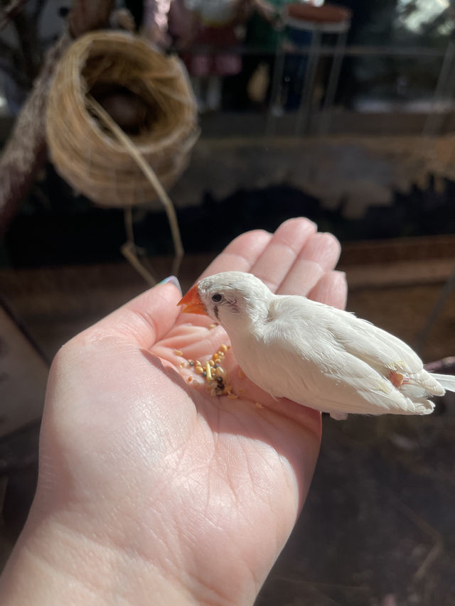 首爾親子家庭遊｜過千種動物的室內動物園｜水豚