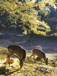大阪行程|周邊一日遊|春日野園地與若草山