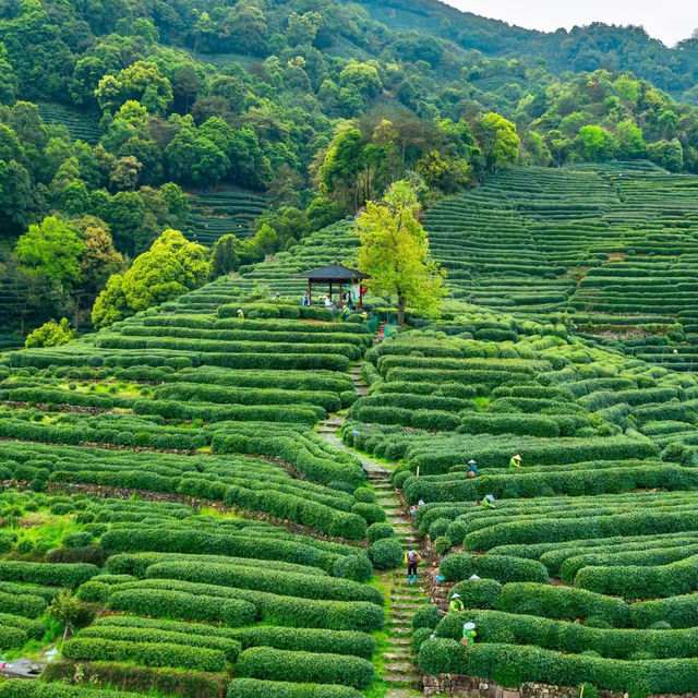 山茶園｜走進綠色海洋