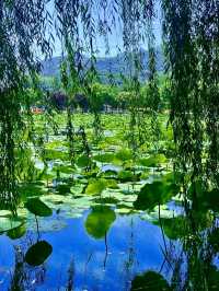 Thousand-Mu Lotus Pond: A Summer Spectacle