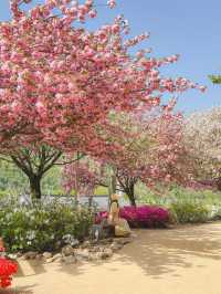 부산 근교 겹벚꽃 명소 모음🌸