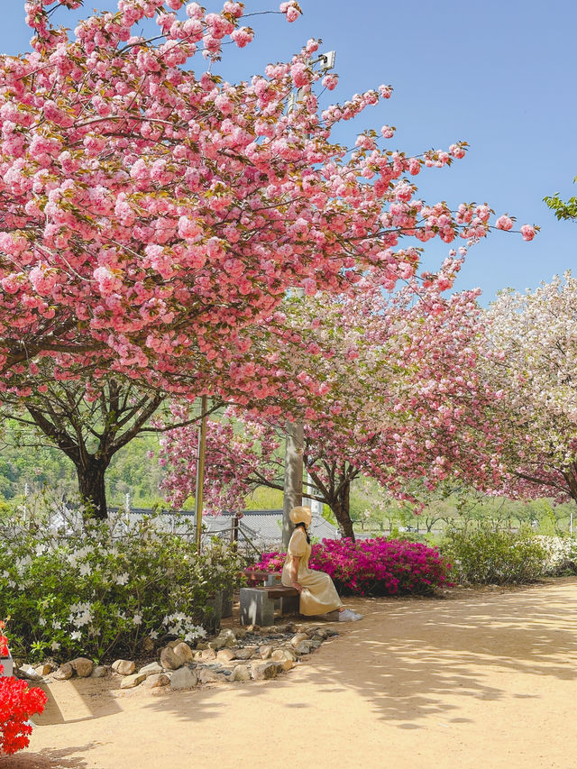 부산 근교 겹벚꽃 명소 모음🌸