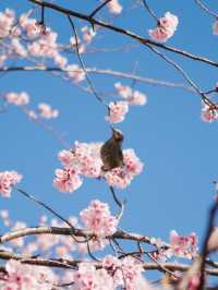 東京河津櫻賞櫻指南 🌸 舊中川櫻花盛開中！