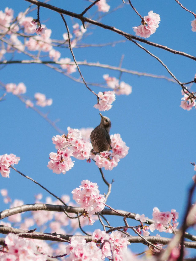 東京河津櫻賞櫻指南 🌸 舊中川櫻花盛開中！