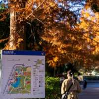 Showa Kinen Park (昭和記念公園)