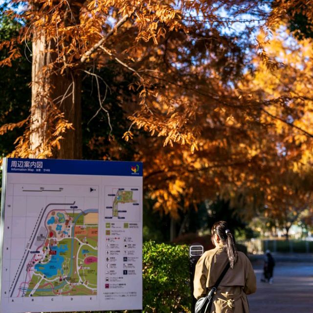 Showa Kinen Park (昭和記念公園)