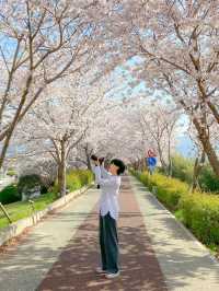 대저생태공원의 벚꽃터널과 벚꽃라이딩🚲🌸