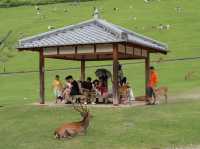 Meet Nara’s Friendly Deer at Nara Park