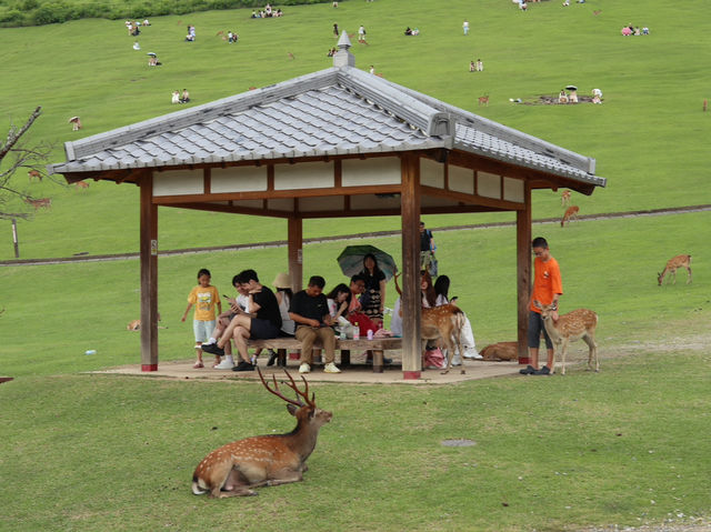 Meet Nara’s Friendly Deer at Nara Park