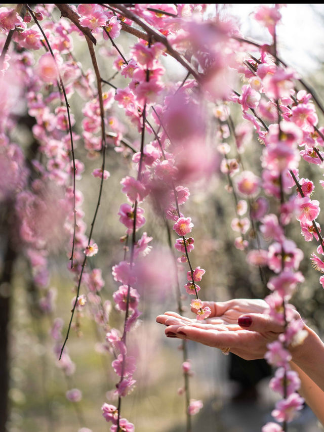 春の訪れを告げる🌸150本のしだれ梅と400本の椿『京都・城南宮】