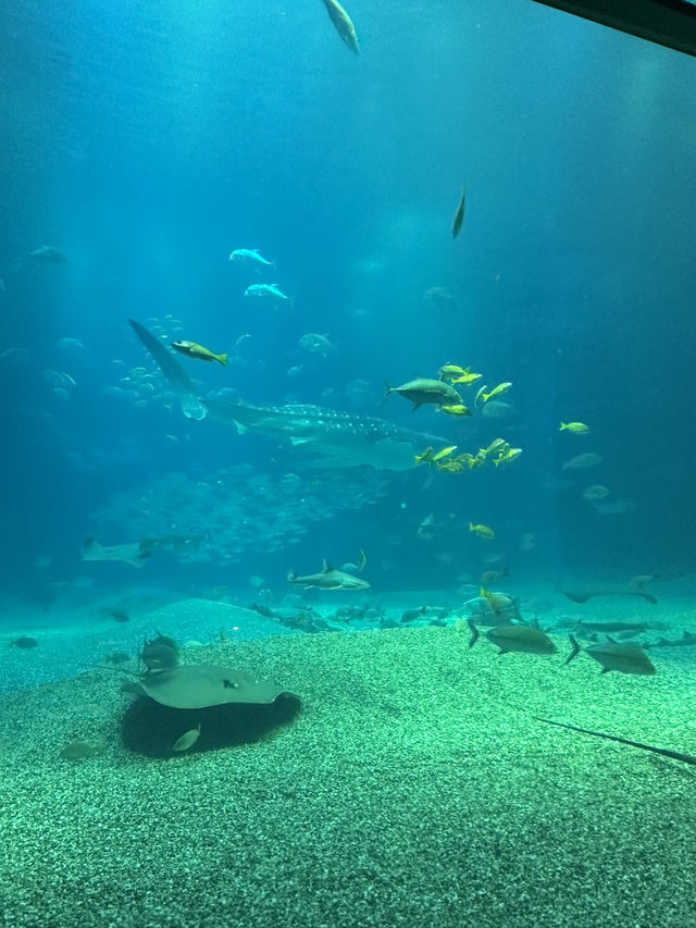 大阪海遊館🐬適合一家大細的景點