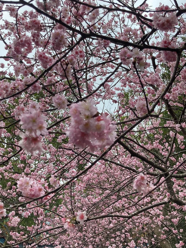 碧山巖櫻花步道賞櫻美景