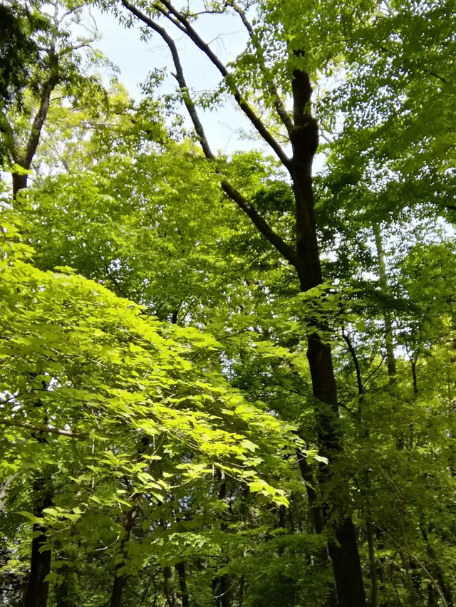 Kongo-Ikoma Quasi-National Park