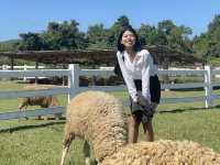 ฟาร์มแกะห้วยตึงเฒ่า 🐑