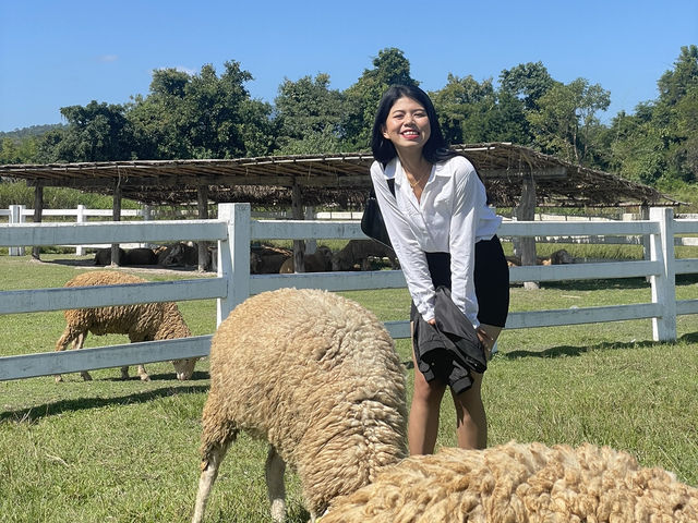 ฟาร์มแกะห้วยตึงเฒ่า 🐑