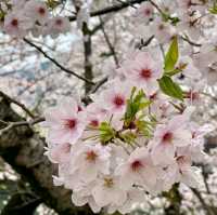 桜の名所。リフレクションも美しい。