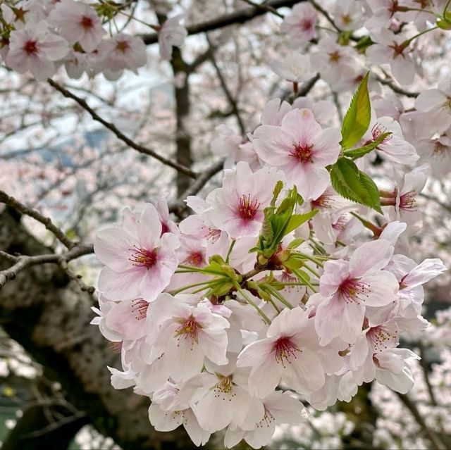 桜の名所。リフレクションも美しい。