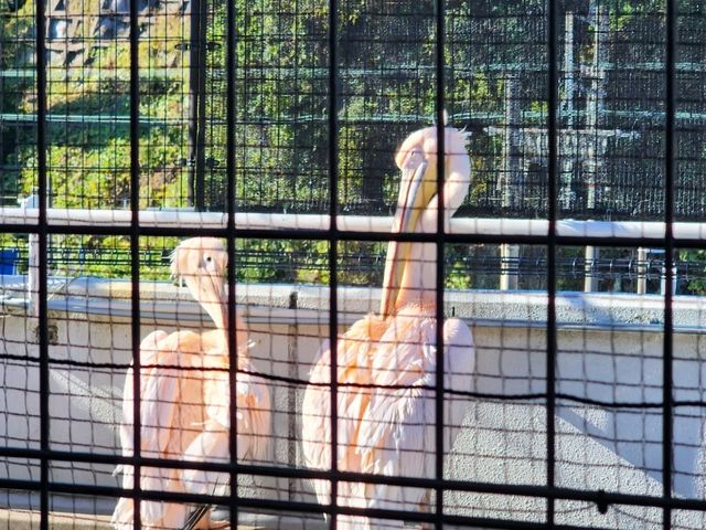 鳥羽水族館🪼蠻遠但值得一去