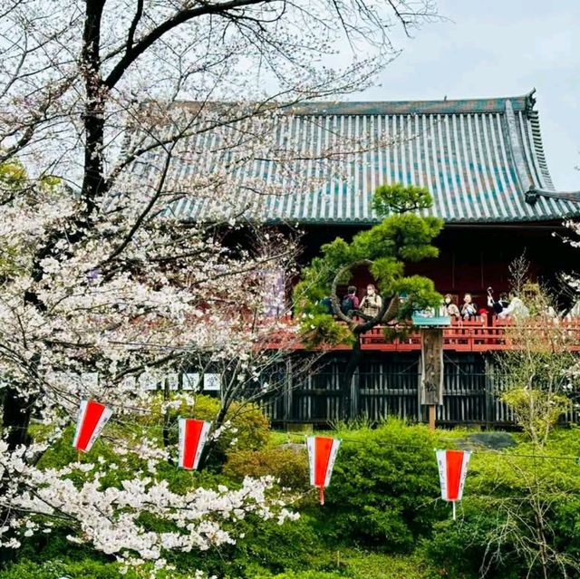 上野公園櫻花祭，池畔賞櫻野餐看祭典，浪漫又愜意！