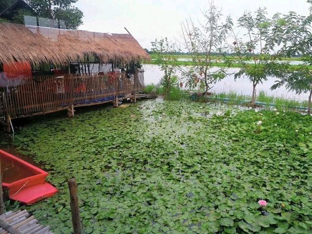คาเฟ่กลางทุ่งข้าว 🌾..จ.พิษณุโลก 